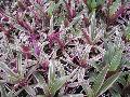 Moses-in-the-Boat / Rhoeo spathacea 